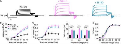 Activation of SGK1.1 Upregulates the M-current in the Presence of Epilepsy Mutations